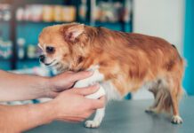 OTC pain medication for dogs can offer pain relief for dogs dealing with minor injuries like sprains.