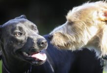 Dog coat types vary widely, and their needs can also vary widely.