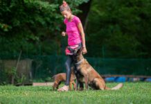Intermediate dog training involves introducing distractions and complications into previous training.