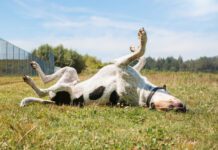 OTC Allergy Meds for Dogs Otc allergy meds for dogs can help dogs with sudden unexpected allergy attacks.