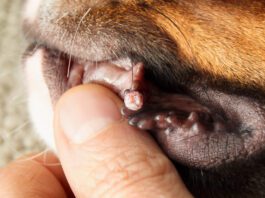 Dog wart removal can be accomplished through a variety of home and veterinary procedures.