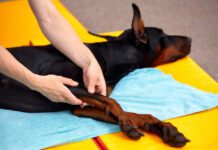 A doberman pinscher enjoys the benefits of dog stretching and massage.