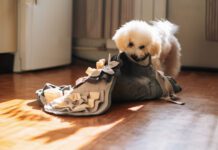 A dog's stomach growling is usually normal and just means your dog is hungry.