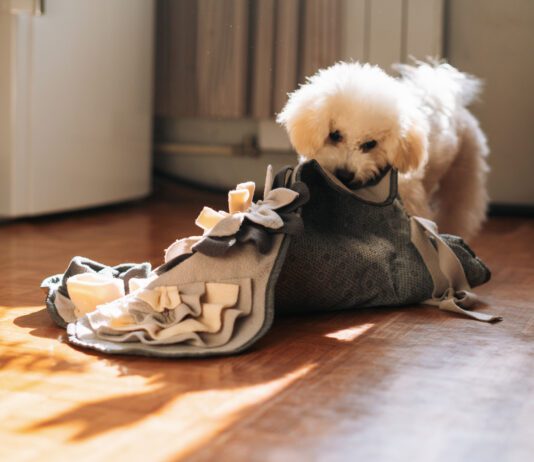 A dog's stomach growling is usually normal and just means your dog is hungry.
