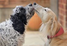How to introduce dogs to each other? Well, the first step matters.
