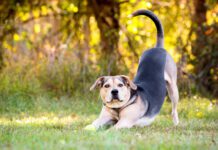Why Does My Dog Keep Stretching? A dog may keep stretching to the point it may seem strange.