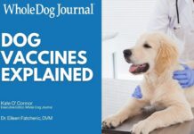 Dog Vaccines Explained: Core Shots, Boosters, and Titers