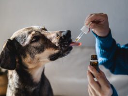 Dog anxiety supplements are over the counter supplements that may help with a dog's anxiety.