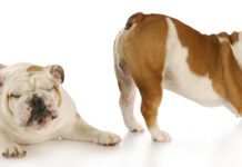 Relieving excessive gas in dogs is a matter of identifying the causes and taking action to remedy them.