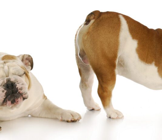 Relieving excessive gas in dogs is a matter of identifying the causes and taking action to remedy them.
