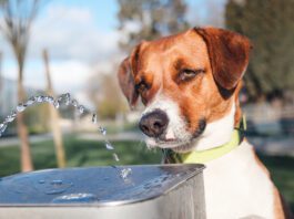 home remedies for dog diarrhea come in many forms from routine to esoteric.