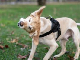 Early detection is the key to how to treat yeast infections in dogs.
