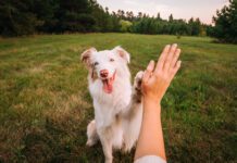 DIY dog training can be accomplished with patience and attentiveness.