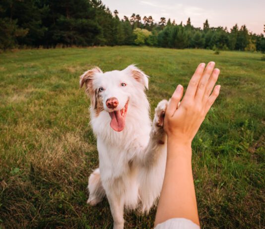 DIY dog training can be accomplished with patience and attentiveness.
