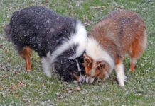 Why Does My Dog Eat Poop? Why do dogs eat poop? The causes may be instinctual, boredom, or even based in fear of punishment.