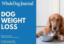 Have an overweight dog that needs to lose weight. Check out our handy video guide.