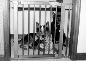puppy gate