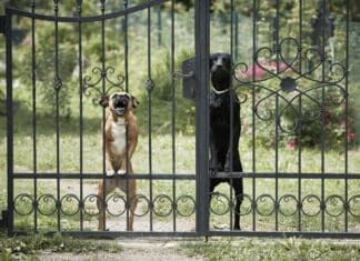 5 Things to Do When a Neighbor Complains About Dog Barking Neigbors complaining about dog barking may have a valid point.