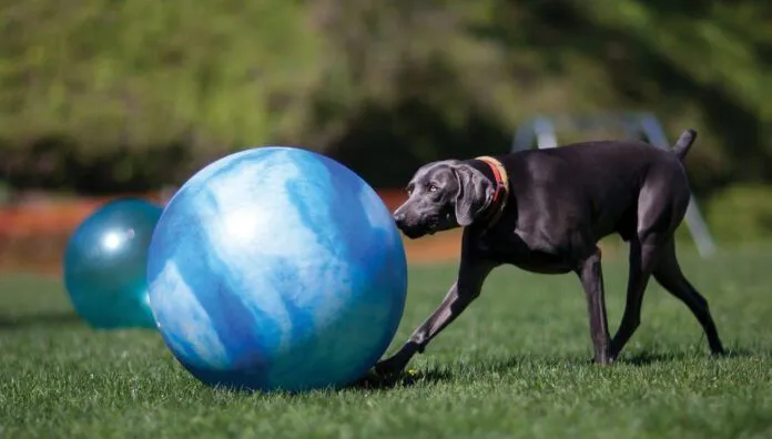 Treibball is an exciting new sport for herding dogs.