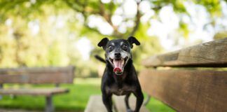 Training a high-energy dog can be a challenge if you don't find a way to engage that energy.