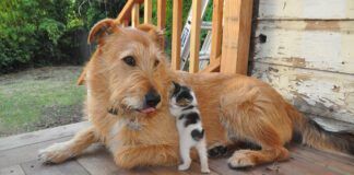 dog with small kitten