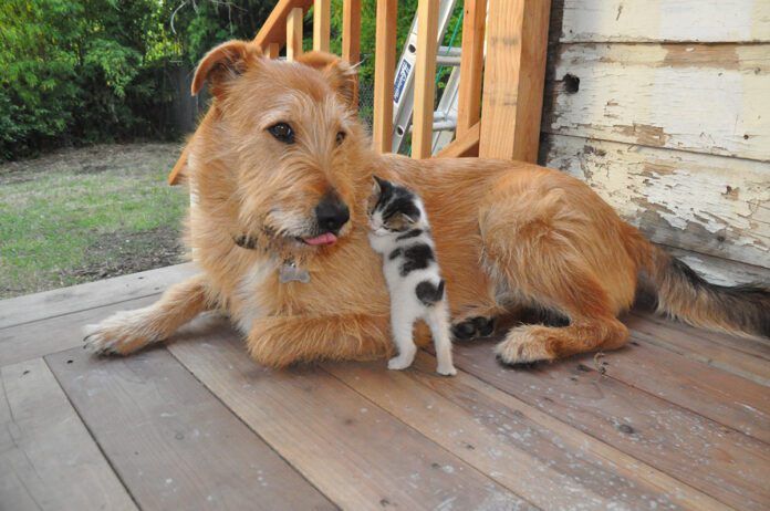 Otto_kitten dog with small kitten