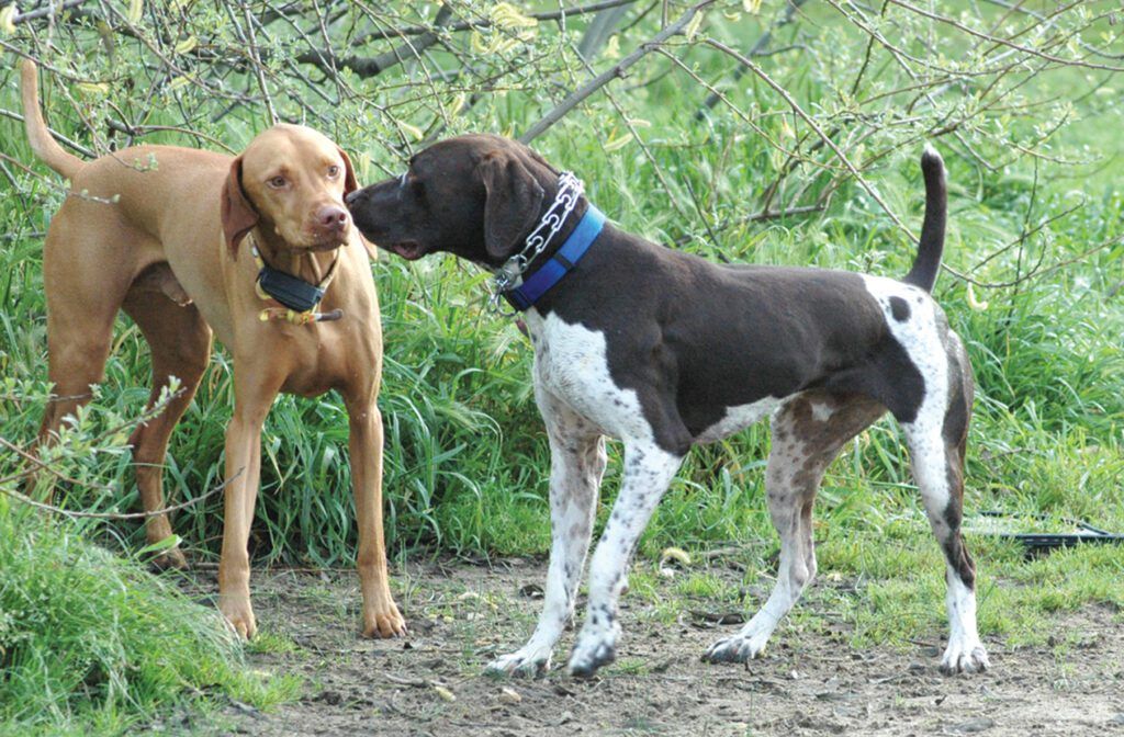 These dogs are tense and alert, but aren't showing signs of anger. It could become an issue if they aren't supervised.