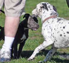 dog commissure