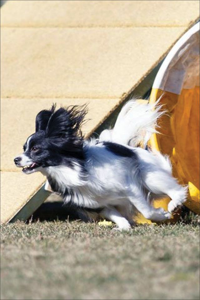 water intoxication in dogs can end the lives of even healthy dogs.