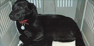 Black labrador