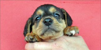 puppy being held