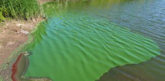 Pond scum and other algae can be toxic o dogs.