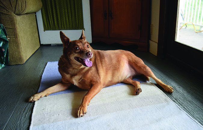 weight loss tips for senior dogs