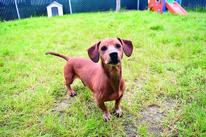 dachshund dog