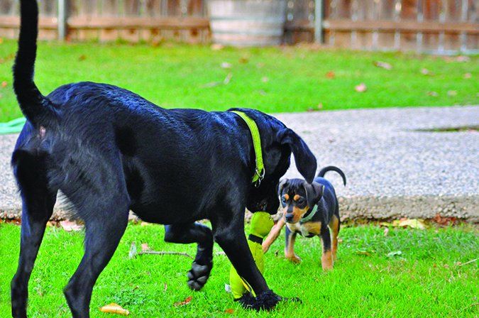 Puppy socialization is a key element for how your dog gets along with other dogs and people.