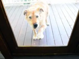 A dog scratches at a glass door