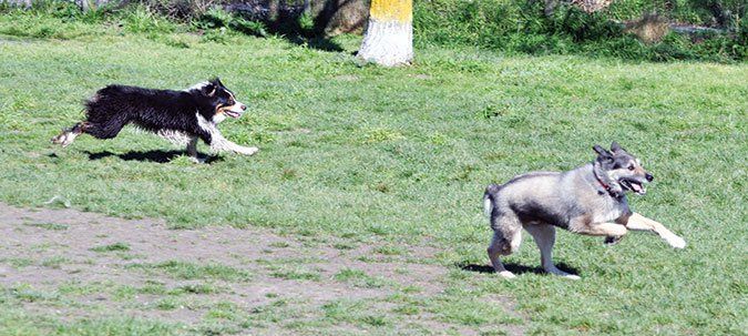 dog park Two dogs running joyfully off-leash.