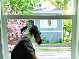 The best way to correct a dog's behavior is to remove opportunities for bad behavior and provide a new better behavior.