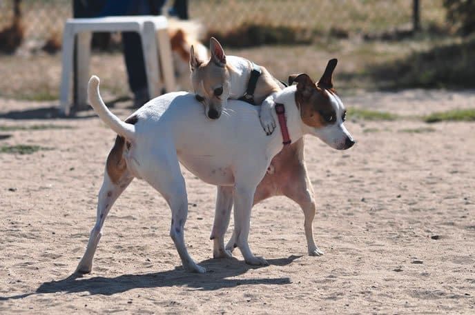 dog humping