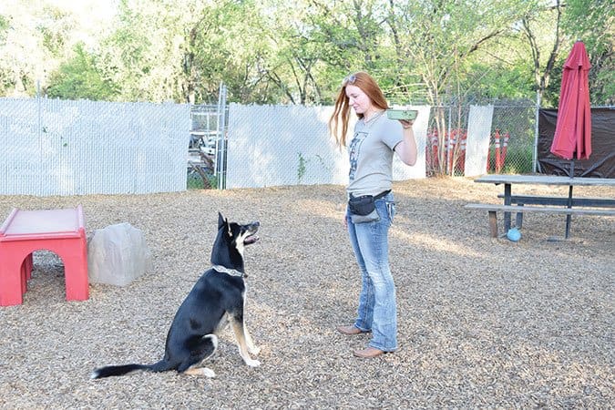 Training a dog to wait until given the sign to eat step 1
