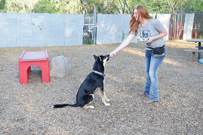 Training a dog to wait until given the sign to eat step 2
