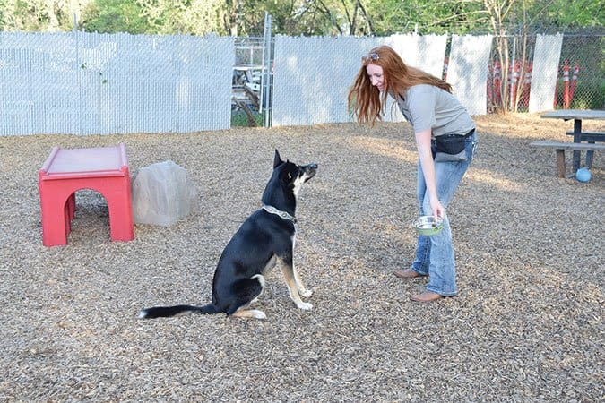 Training a dog to wait until given the sign to eat step 3