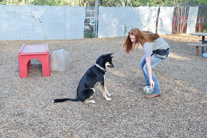 Training a dog to wait until given the sign to eat step 5