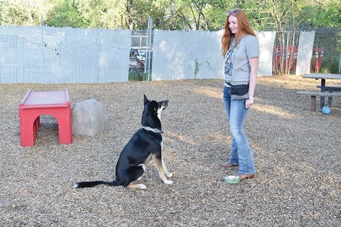 Training a dog to wait until given the sign to eat step 6