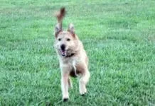 The difference between wait vs stay dog training is subtle but makes all the difference in your relationship with you dog.