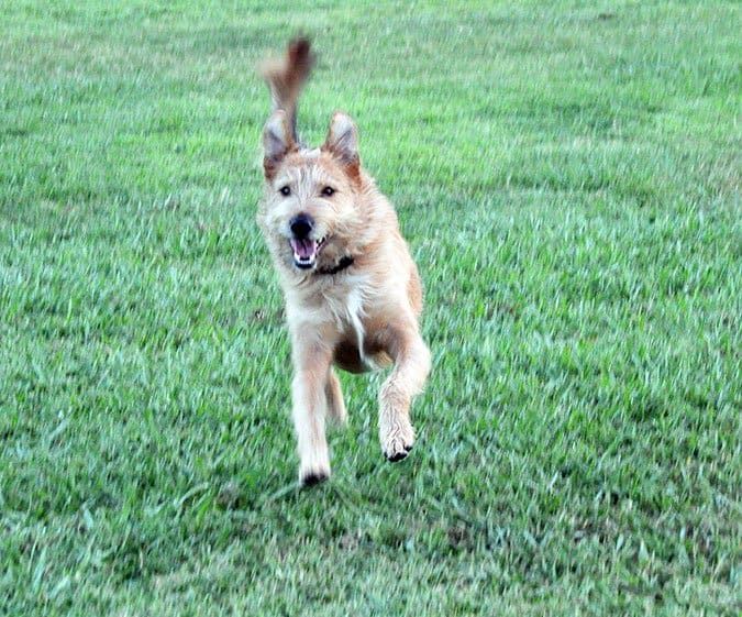 The difference between wait vs stay dog training is subtle but makes all the difference in your relationship with you dog.
