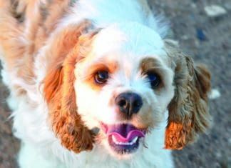 How long can you leave a dog alone before it becomes a problem?