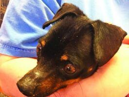 Can Dogs Get Tetanus?