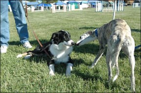 On-Leash Greetings