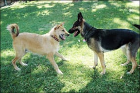 Dog Behavior and Body Language